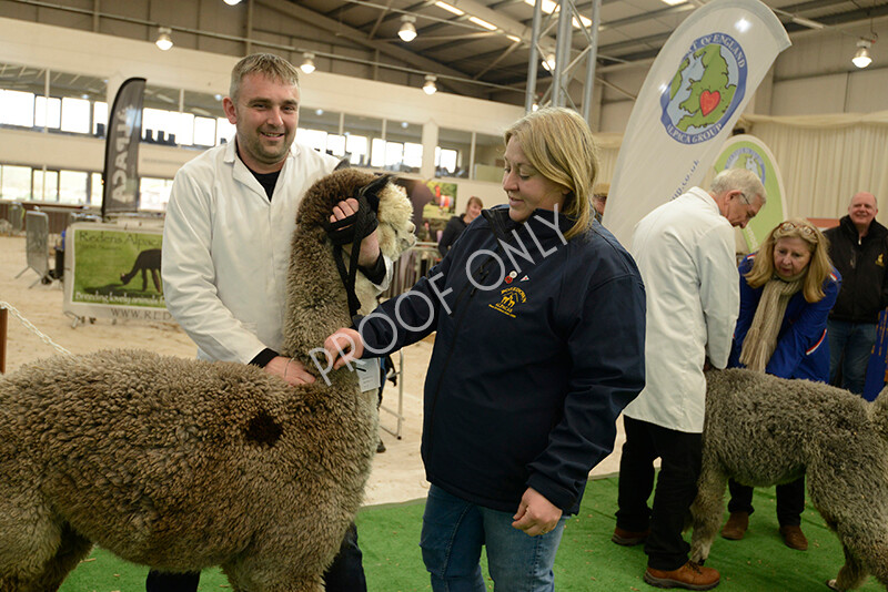 IWM7419 
 HoEAG Spring Fiesta 2022 
 Keywords: Surrey Photographer, Alpacas, Suri, Huacaya, HoEAG, Spring Fiesta, 2022, Heart of England Alpaca Group