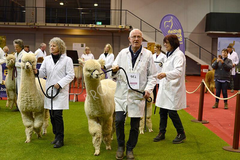 IWM9477 
 Photography of BAS National Show 2023 
 Keywords: Surrey Photographer, Alpacas, Suri, Huacaya, 2023, BAS, British Alpaca Society, Alpaca, Suri, Huacaya, Fleece Judging, Halter Show