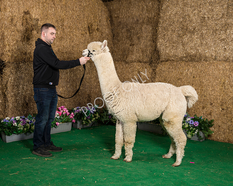 IWM7518 
 HoEAG Spring Fiesta 2022 
 Keywords: Surrey Photographer, Alpacas, Suri, Huacaya, HoEAG, Spring Fiesta, 2022, Heart of England Alpaca Group