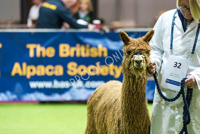 IWM4630 
 BAS National Show 2022 
 Keywords: Surrey Photographer, Alpacas, Suri, Huacaya, BAS National Show 2022, BAS' British Alpaca Society