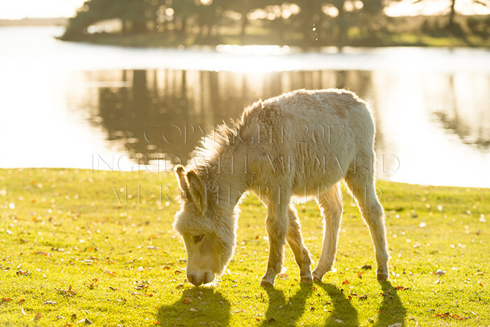 IWM9073 
 NEW FOREST 
 Keywords: INGRID WEEL MEDIA LTD, CORPORATE PHOTOGRAPHY SURREY, BUSINES PHOTOGRAPHY, WEDDING PHOTOGRAPHY, FINE ART PHOTOGRAPHY, FAMILY PHOTOGRAPHY, SOCIAL, BRITISH WILDLIFE, FALLOW DEER, DONKEY, SWAN, HATCHET POND