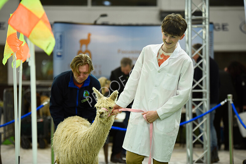 IWP3950 
 HOEAG Spring Fiesta 2024 
 Keywords: Heart of England Alpaca Group, Spring Fiesta 2024, Alpaca Show, Fleece Show Alpaca, Suri, Huacaya