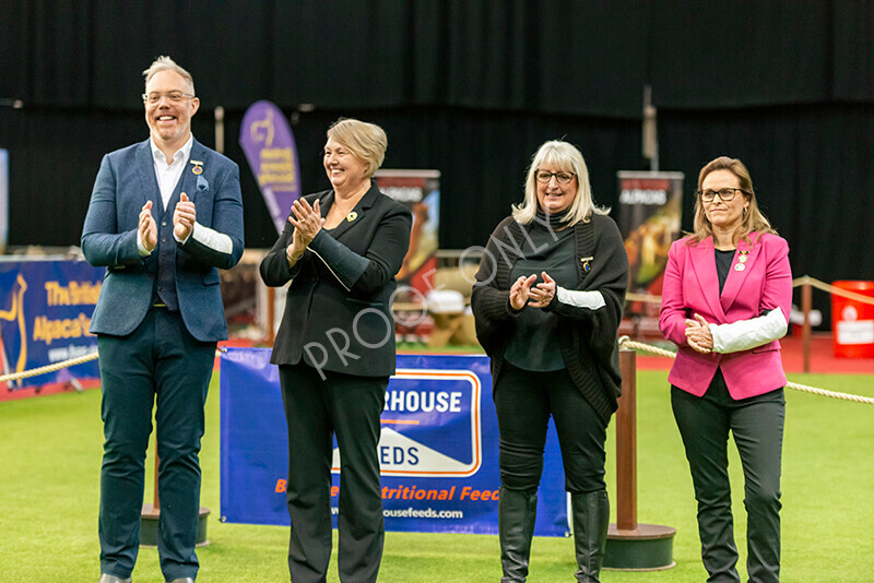 IWM8080 
 Photography of BAS National Show 2023 
 Keywords: Surrey Photographer, Alpacas, Suri, Huacaya, 2023, BAS, British Alpaca Society, Alpaca, Suri, Huacaya, Fleece Judging, Halter Show