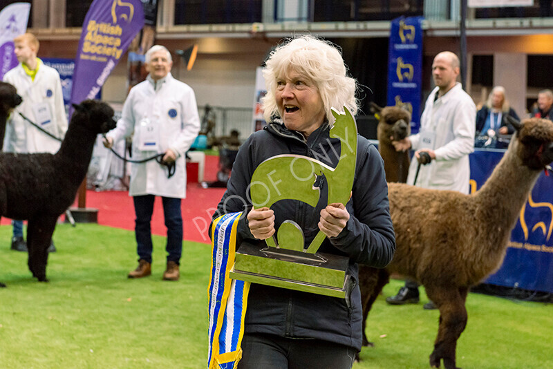 IWM0262 
 Photography of BAS National Show 2023 
 Keywords: Surrey Photographer, Alpacas, Suri, Huacaya, 2023, BAS, British Alpaca Society, Alpaca, Suri, Huacaya, Fleece Judging, Halter Show