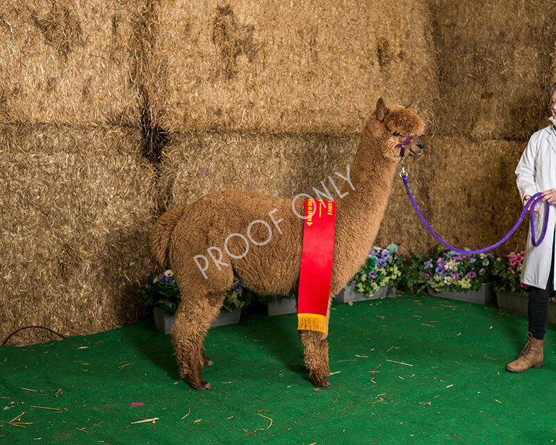 IWM7274 
 HoEAG Spring Fiesta 2022 
 Keywords: Surrey Photographer, Alpacas, Suri, Huacaya, HoEAG, Spring Fiesta, 2022, Heart of England Alpaca Group