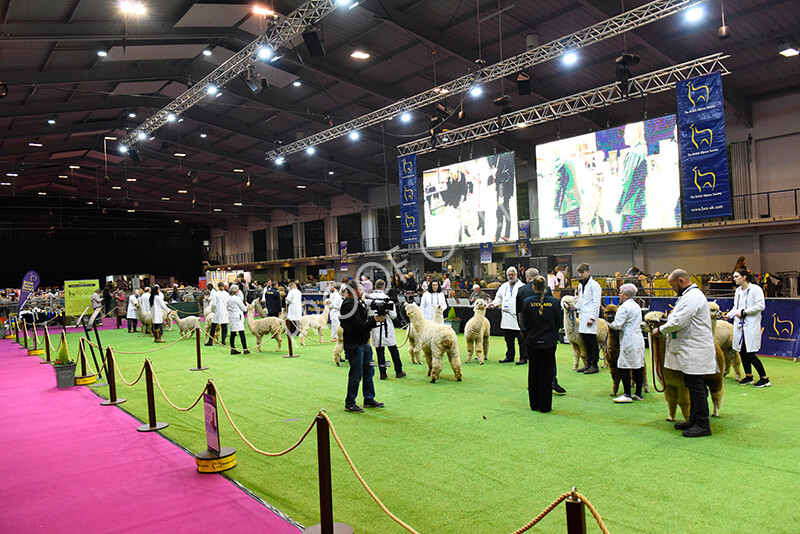 IWM5534 
 BAS National Show 2022 
 Keywords: Surrey Photographer, Alpacas, Suri, Huacaya, BAS National Show 2022, BAS' British Alpaca Society