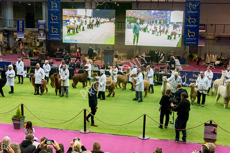 IWM5955 
 BAS National Show 2022 
 Keywords: Surrey Photographer, Alpacas, Suri, Huacaya, BAS National Show 2022, BAS' British Alpaca Society