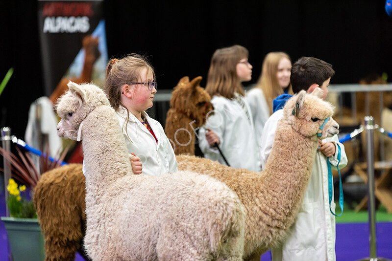 IWP0778 
 BAS National Show 2024 
 Keywords: British Alpaca Society, National Show, 2024, Champion of Champions Fleece Show, Alpaca, Suri, Huacaya