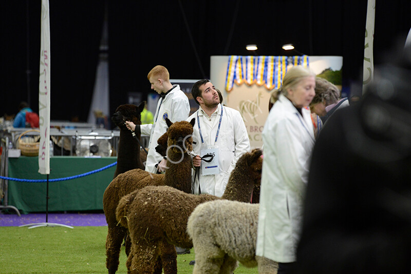 IWM5920 
 BAS National Show 2024 
 Keywords: British Alpaca Society, National Show, 2024, Champion of Champions Fleece Show, Alpaca, Suri, Huacaya