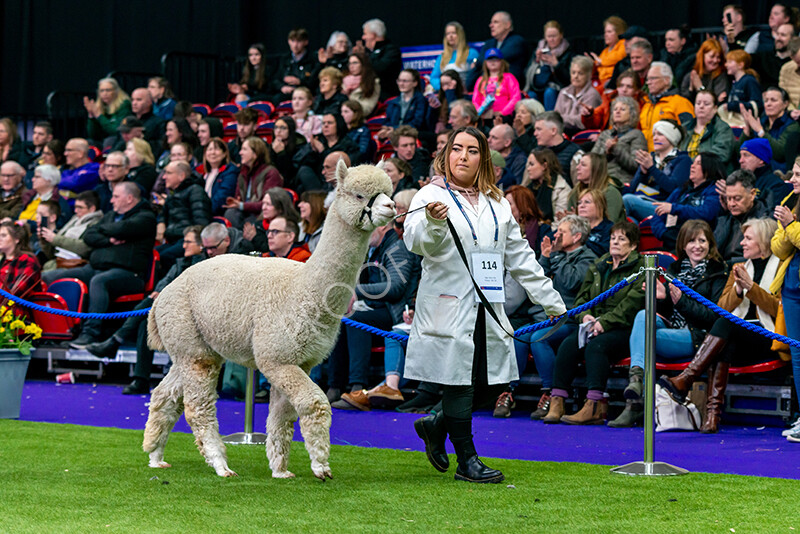 IWM5889 
 BAS National Show 2024 
 Keywords: British Alpaca Society, National Show, 2024, Champion of Champions Fleece Show, Alpaca, Suri, Huacaya