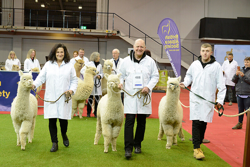 IWM9472 
 Photography of BAS National Show 2023 
 Keywords: Surrey Photographer, Alpacas, Suri, Huacaya, 2023, BAS, British Alpaca Society, Alpaca, Suri, Huacaya, Fleece Judging, Halter Show