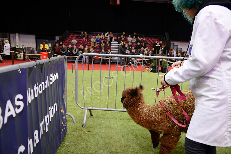 IWM9978 
 Photography of BAS National Show 2023 
 Keywords: Surrey Photographer, Alpacas, Suri, Huacaya, 2023, BAS, British Alpaca Society, Alpaca, Suri, Huacaya, Fleece Judging, Halter Show