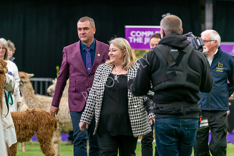 IWM5865 
 BAS National Show 2024 
 Keywords: British Alpaca Society, National Show, 2024, Champion of Champions Fleece Show, Alpaca, Suri, Huacaya