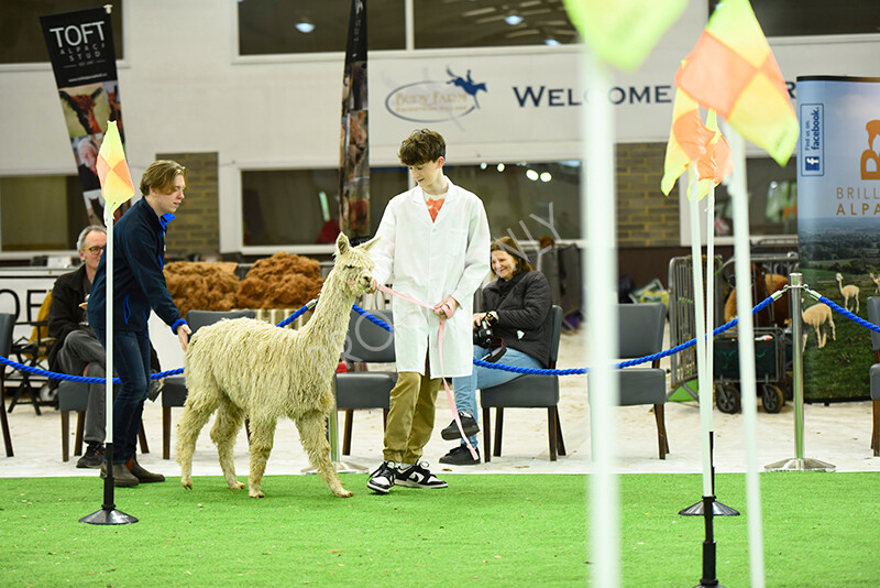 IWP3943 
 HOEAG Spring Fiesta 2024 
 Keywords: Heart of England Alpaca Group, Spring Fiesta 2024, Alpaca Show, Fleece Show Alpaca, Suri, Huacaya