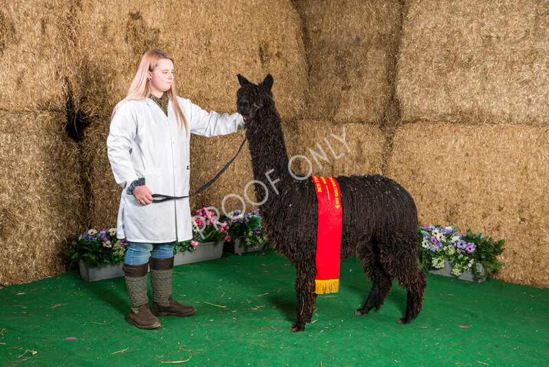 IWM7441 
 HoEAG Spring Fiesta 2022 
 Keywords: Surrey Photographer, Alpacas, Suri, Huacaya, HoEAG, Spring Fiesta, 2022, Heart of England Alpaca Group