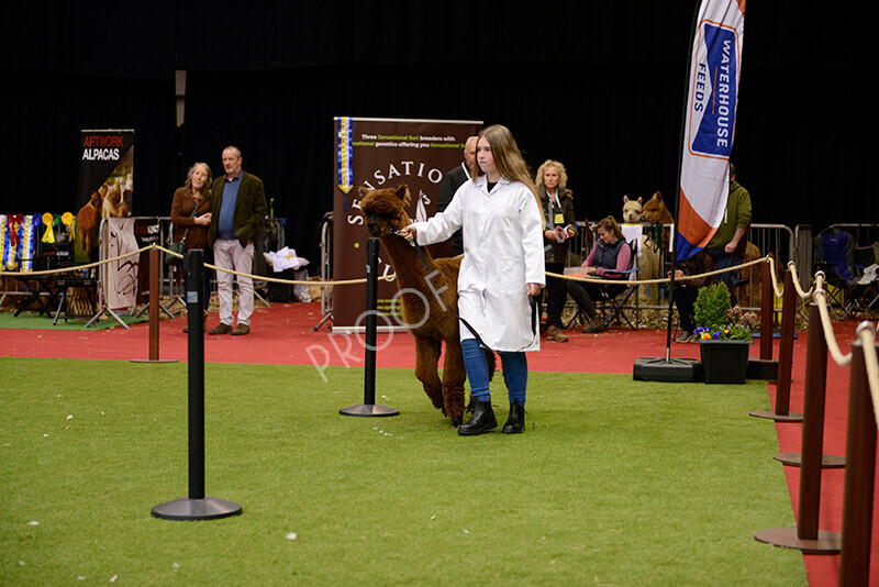 IWM9954 
 Photography of BAS National Show 2023 
 Keywords: Surrey Photographer, Alpacas, Suri, Huacaya, 2023, BAS, British Alpaca Society, Alpaca, Suri, Huacaya, Fleece Judging, Halter Show