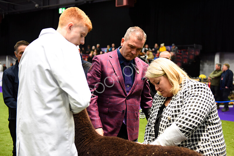 IWP1726 
 BAS National Show 2024 
 Keywords: British Alpaca Society, National Show, 2024, Champion of Champions Fleece Show, Alpaca, Suri, Huacaya