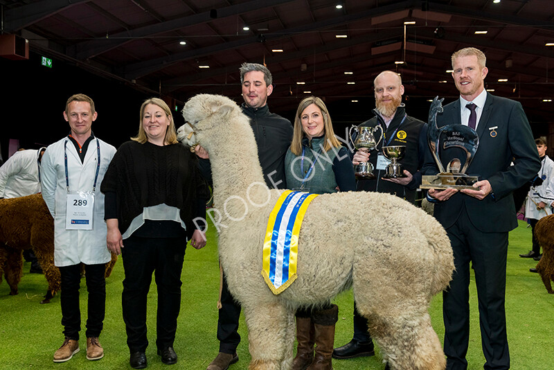 IWM6077 
 BAS National Show 2022 
 Keywords: Surrey Photographer, Alpacas, Suri, Huacaya, BAS National Show 2022, BAS' British Alpaca Society