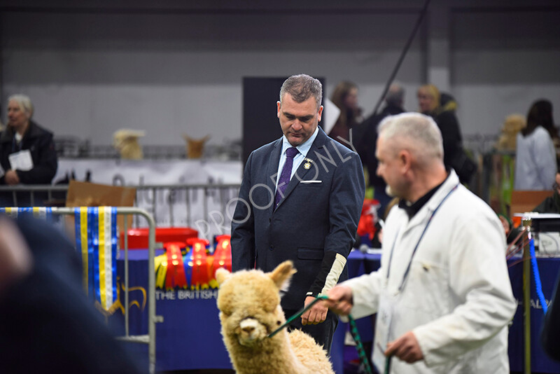 IWP0883 
 BAS National Show 2024 
 Keywords: British Alpaca Society, National Show, 2024, Champion of Champions Fleece Show, Alpaca, Suri, Huacaya