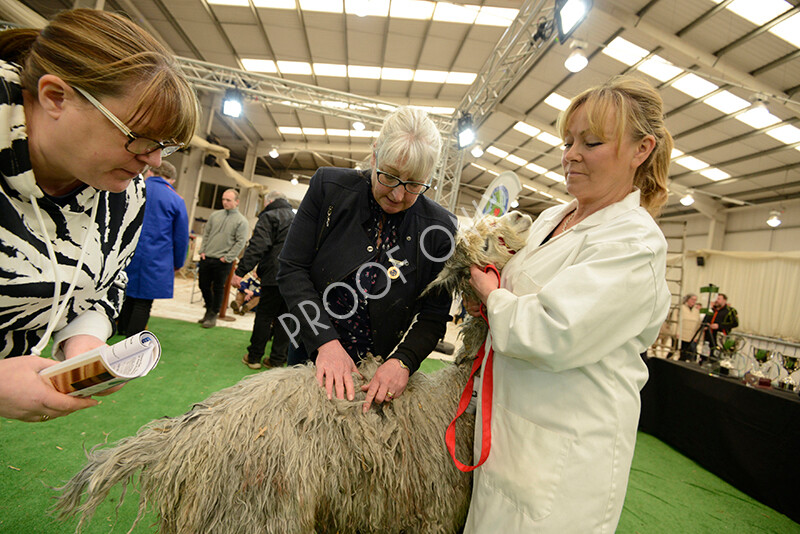 IWM7370 
 HoEAG Spring Fiesta 2022 
 Keywords: Surrey Photographer, Alpacas, Suri, Huacaya, HoEAG, Spring Fiesta, 2022, Heart of England Alpaca Group