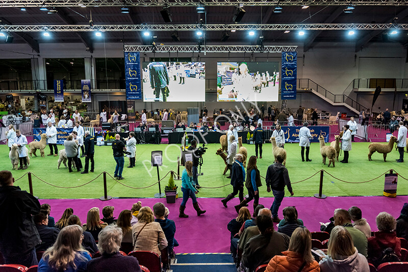 IWM4945 
 BAS National Show 2022 
 Keywords: Surrey Photographer, Alpacas, Suri, Huacaya, BAS National Show 2022, BAS' British Alpaca Society