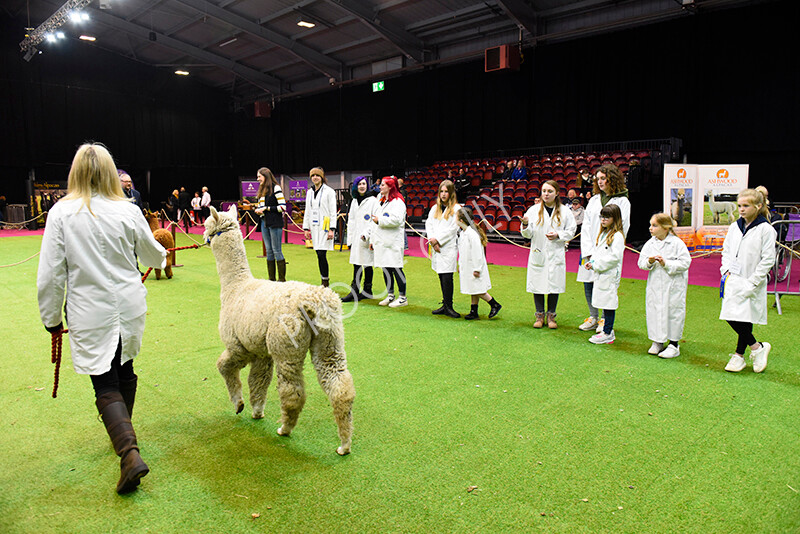 IWM5804 
 BAS National Show 2022 
 Keywords: Surrey Photographer, Alpacas, Suri, Huacaya, BAS National Show 2022, BAS' British Alpaca Society