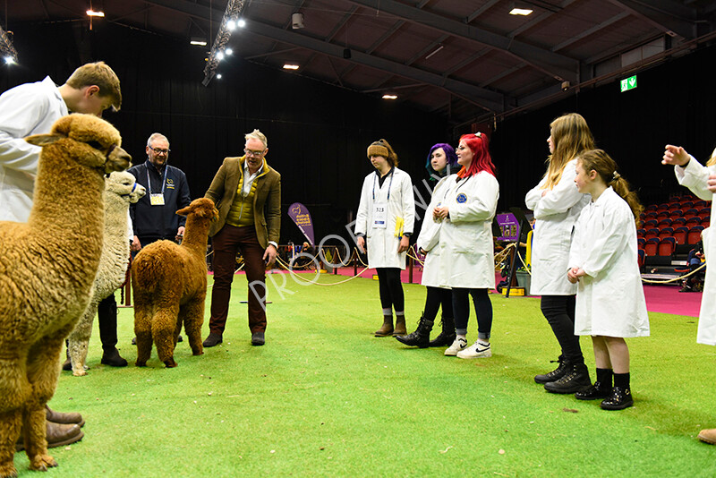 IWM5822 
 BAS National Show 2022 
 Keywords: Surrey Photographer, Alpacas, Suri, Huacaya, BAS National Show 2022, BAS' British Alpaca Society