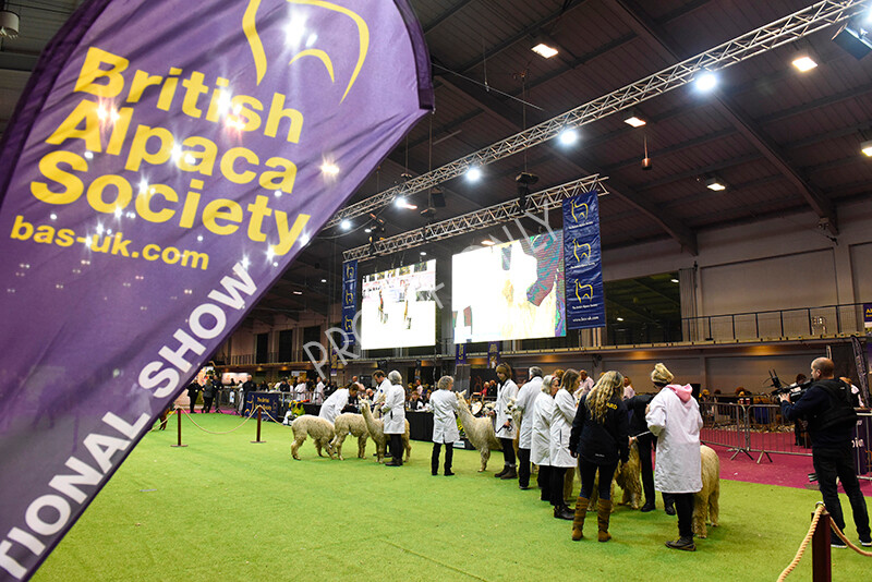 IWM5629 
 BAS National Show 2022 
 Keywords: Surrey Photographer, Alpacas, Suri, Huacaya, BAS National Show 2022, BAS' British Alpaca Society