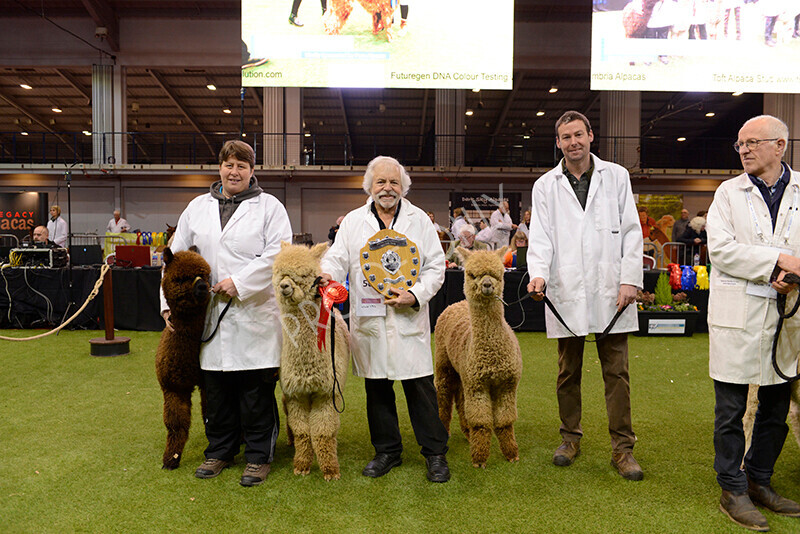 IWM9589 
 Photography of BAS National Show 2023 
 Keywords: Surrey Photographer, Alpacas, Suri, Huacaya, 2023, BAS, British Alpaca Society, Alpaca, Suri, Huacaya, Fleece Judging, Halter Show