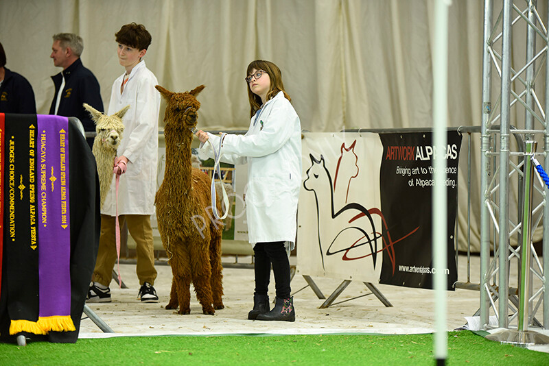 IWP3932 
 HOEAG Spring Fiesta 2024 
 Keywords: Heart of England Alpaca Group, Spring Fiesta 2024, Alpaca Show, Fleece Show Alpaca, Suri, Huacaya