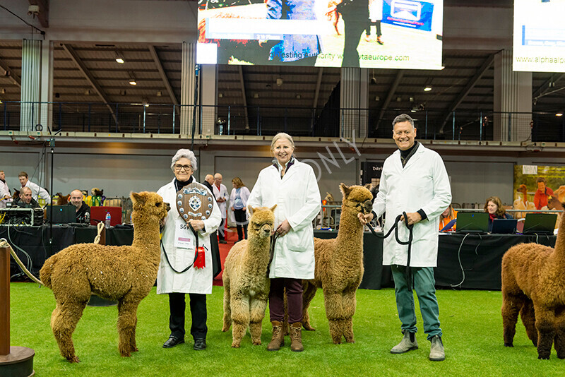 IWM9633 
 Photography of BAS National Show 2023 
 Keywords: Surrey Photographer, Alpacas, Suri, Huacaya, 2023, BAS, British Alpaca Society, Alpaca, Suri, Huacaya, Fleece Judging, Halter Show