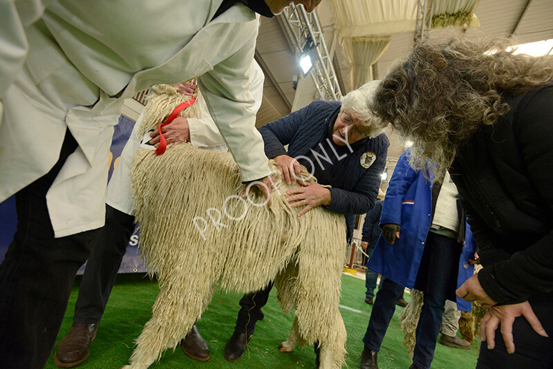 IWM7359 
 HoEAG Spring Fiesta 2022 
 Keywords: Surrey Photographer, Alpacas, Suri, Huacaya, HoEAG, Spring Fiesta, 2022, Heart of England Alpaca Group