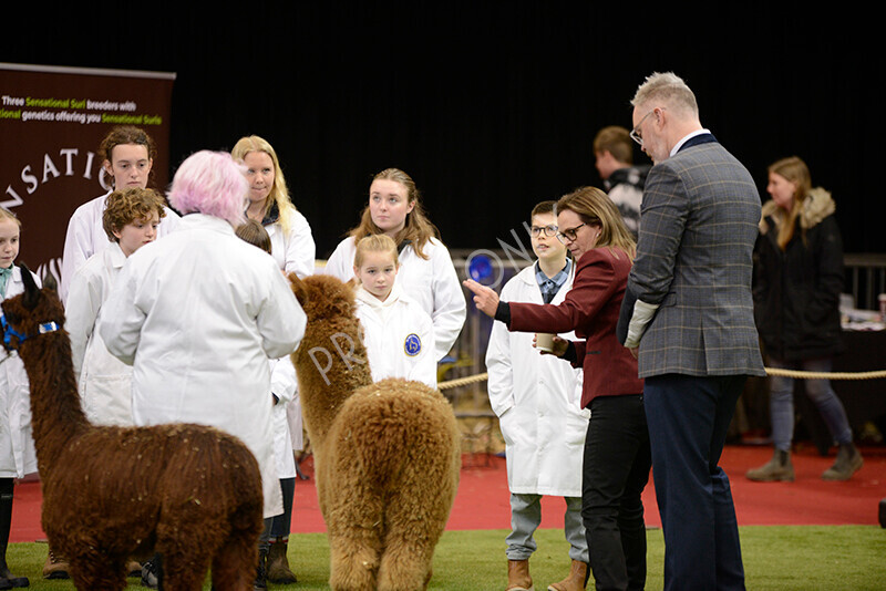 IWM9795 
 Photography of BAS National Show 2023 
 Keywords: Surrey Photographer, Alpacas, Suri, Huacaya, 2023, BAS, British Alpaca Society, Alpaca, Suri, Huacaya, Fleece Judging, Halter Show