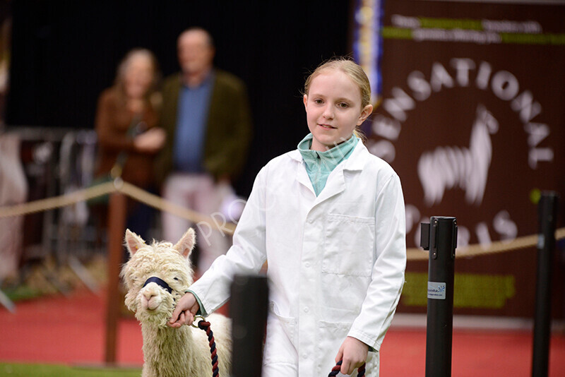 IWM9903 
 Photography of BAS National Show 2023 
 Keywords: Surrey Photographer, Alpacas, Suri, Huacaya, 2023, BAS, British Alpaca Society, Alpaca, Suri, Huacaya, Fleece Judging, Halter Show