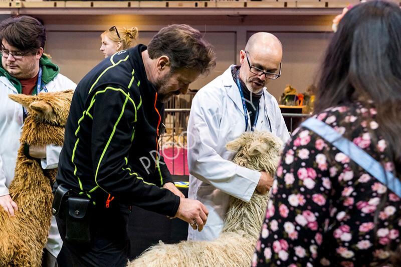 IWM6021 
 BAS National Show 2022 
 Keywords: Surrey Photographer, Alpacas, Suri, Huacaya, BAS National Show 2022, BAS' British Alpaca Society