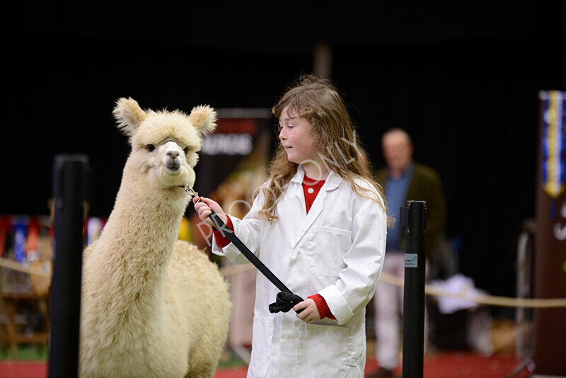 IWM9940 
 Photography of BAS National Show 2023 
 Keywords: Surrey Photographer, Alpacas, Suri, Huacaya, 2023, BAS, British Alpaca Society, Alpaca, Suri, Huacaya, Fleece Judging, Halter Show