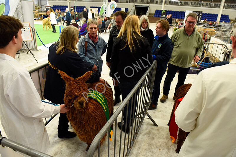 IWP3880 
 HOEAG Spring Fiesta 2024 
 Keywords: Heart of England Alpaca Group, Spring Fiesta 2024, Alpaca Show, Fleece Show Alpaca, Suri, Huacaya