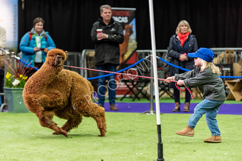 IWP0715 
 BAS National Show 2024 
 Keywords: British Alpaca Society, National Show, 2024, Champion of Champions Fleece Show, Alpaca, Suri, Huacaya