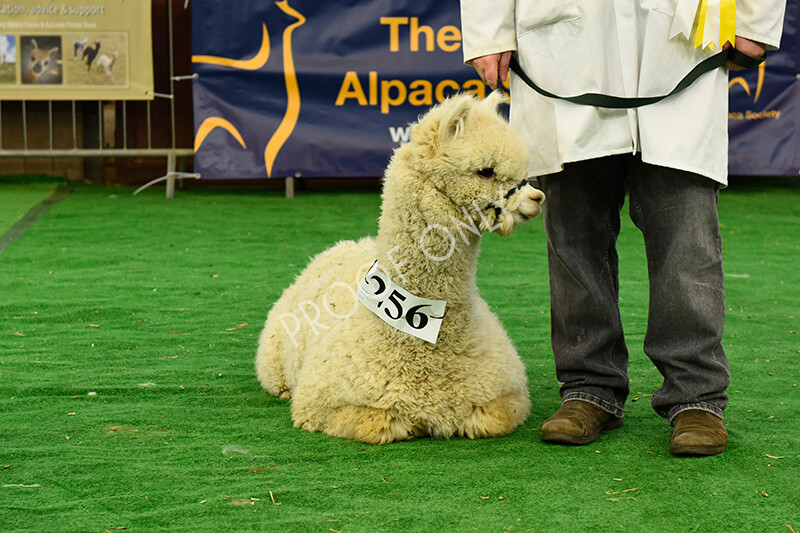 IWP8013 
 HoEAG Spring Fiesta 2022 
 Keywords: Surrey Photographer, Alpacas, Suri, Huacaya, HoEAG, Spring Fiesta, 2022, Heart of England Alpaca Group