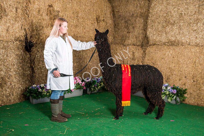 IWM7443 
 HoEAG Spring Fiesta 2022 
 Keywords: Surrey Photographer, Alpacas, Suri, Huacaya, HoEAG, Spring Fiesta, 2022, Heart of England Alpaca Group