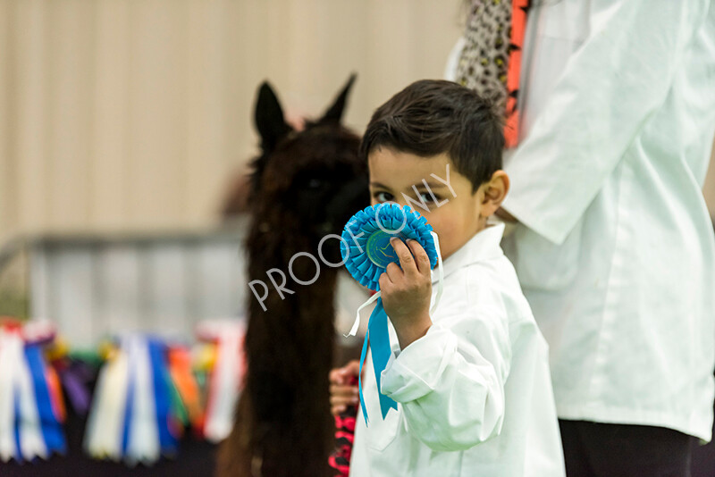 IWP7662 
 HoEAG Spring Fiesta 2022 
 Keywords: Surrey Photographer, Alpacas, Suri, Huacaya, HoEAG, Spring Fiesta, 2022, Heart of England Alpaca Group