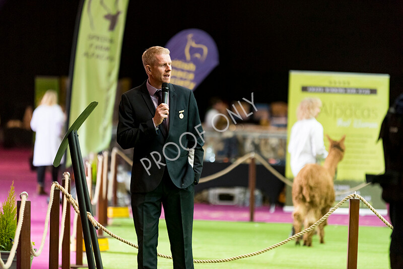 IWM4696 
 BAS National Show 2022 
 Keywords: Surrey Photographer, Alpacas, Suri, Huacaya, BAS National Show 2022, BAS' British Alpaca Society