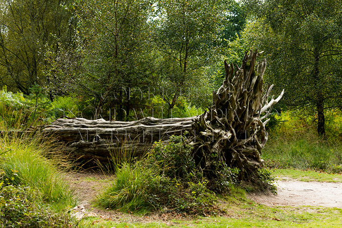 IWM8981 
 NEW FOREST 
 Keywords: INGRID WEEL MEDIA LTD, CORPORATE PHOTOGRAPHY SURREY, BUSINES PHOTOGRAPHY, WEDDING PHOTOGRAPHY, FINE ART PHOTOGRAPHY, FAMILY PHOTOGRAPHY, SOCIAL, TREES, LANDSCAPES