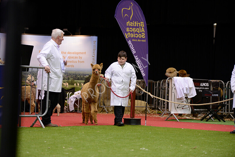 IWM9922 
 Photography of BAS National Show 2023 
 Keywords: Surrey Photographer, Alpacas, Suri, Huacaya, 2023, BAS, British Alpaca Society, Alpaca, Suri, Huacaya, Fleece Judging, Halter Show