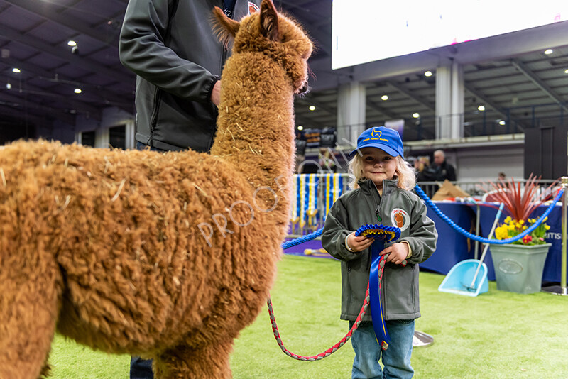 IWP0736 
 BAS National Show 2024 
 Keywords: British Alpaca Society, National Show, 2024, Champion of Champions Fleece Show, Alpaca, Suri, Huacaya