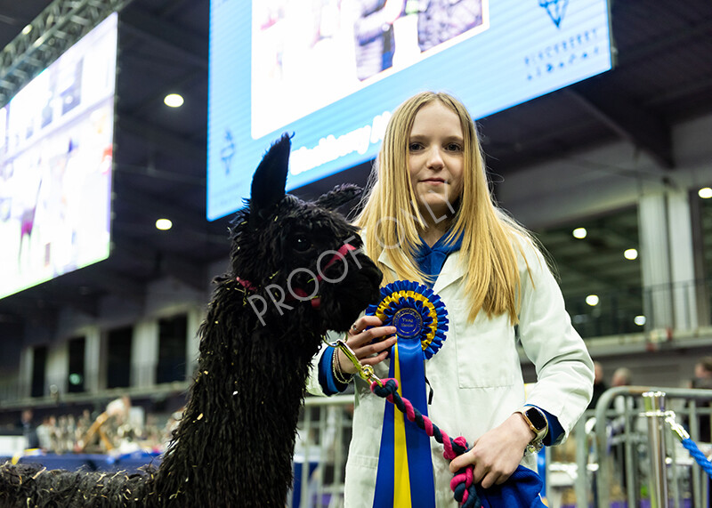 IWP0866 
 BAS National Show 2024 
 Keywords: British Alpaca Society, National Show, 2024, Champion of Champions Fleece Show, Alpaca, Suri, Huacaya