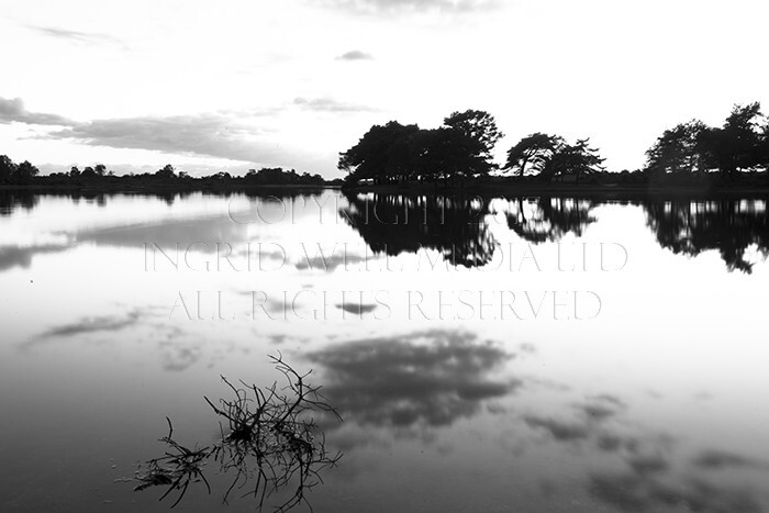 IWM9299 
 NEW FOREST 
 Keywords: INGRID WEEL MEDIA LTD, CORPORATE PHOTOGRAPHY SURREY, BUSINES PHOTOGRAPHY, WEDDING PHOTOGRAPHY, FINE ART PHOTOGRAPHY, FAMILY PHOTOGRAPHY, SOCIAL, BRITISH WILDLIFE, FALLOW DEER, DONKEY, SWAN, HATCHET POND