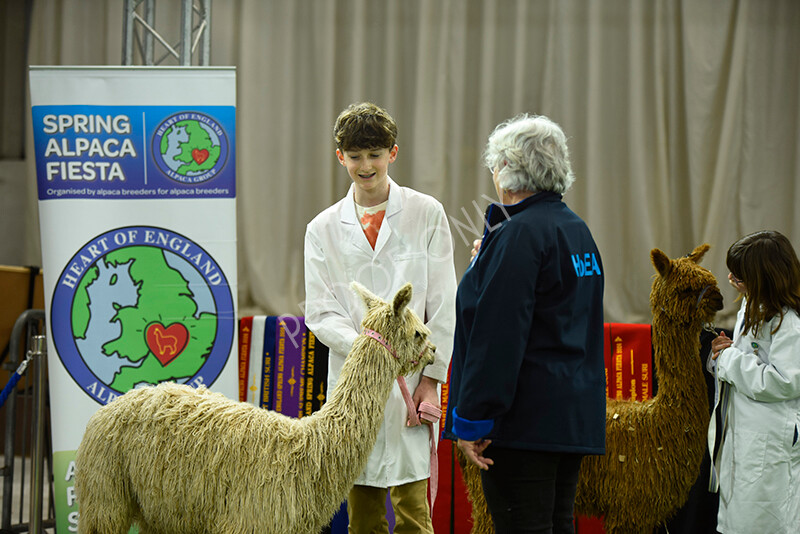 IWP3984 
 HOEAG Spring Fiesta 2024 
 Keywords: Heart of England Alpaca Group, Spring Fiesta 2024, Alpaca Show, Fleece Show Alpaca, Suri, Huacaya