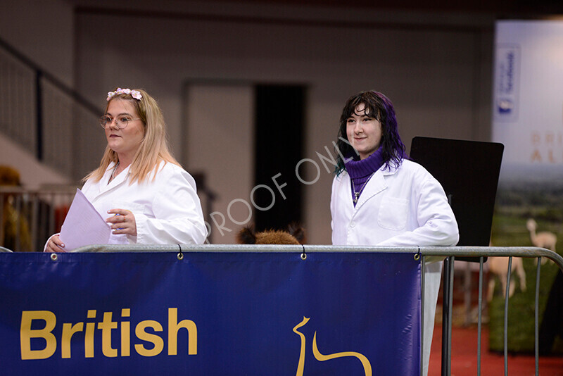 IWM9874 
 Photography of BAS National Show 2023 
 Keywords: Surrey Photographer, Alpacas, Suri, Huacaya, 2023, BAS, British Alpaca Society, Alpaca, Suri, Huacaya, Fleece Judging, Halter Show