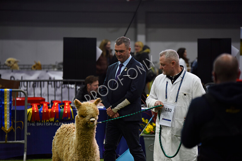 IWP0881 
 BAS National Show 2024 
 Keywords: British Alpaca Society, National Show, 2024, Champion of Champions Fleece Show, Alpaca, Suri, Huacaya